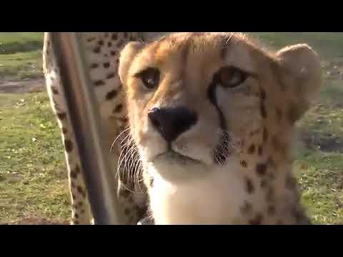 Покорила меня твоя правда мы бежим с тобой как будто от гепарда. Правда ты бежишь от гепарда песня. Панда по гепард. Правда ты бежишь от гепарда песня. Правда ты бежишь от гепарда песня.