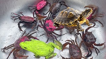 Bé gạo tv lái xe công nông đuổi theo cua, cua xanh, con ếch, máy xúc