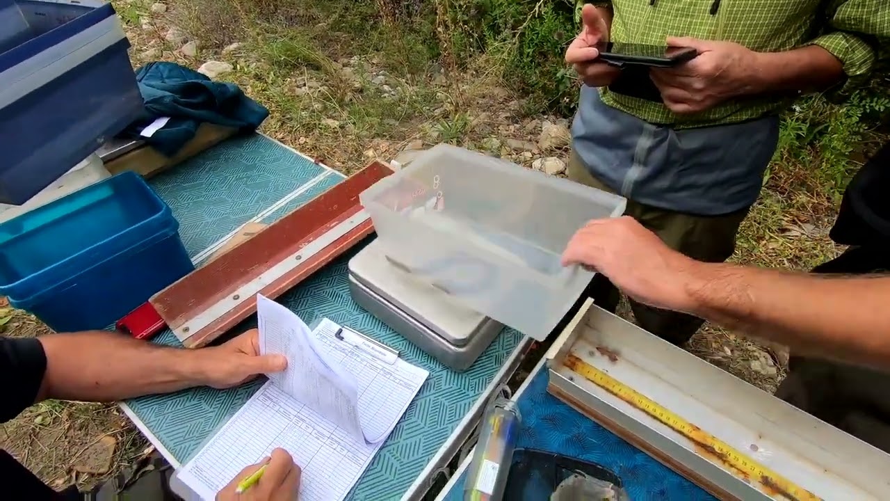 Etude sur l'Anguille