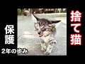 神社に捨てられ 独りヨロヨロさ迷ってた子猫 2年の歩み