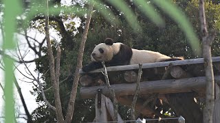 2025.01.03 今日のパンダ（3730日目）[8K] - YouTube