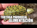 Tortuga Pavorreal   alimentación