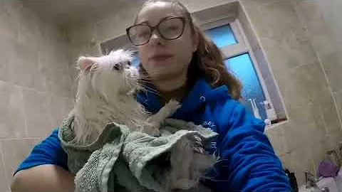 Bathing a white persian cat