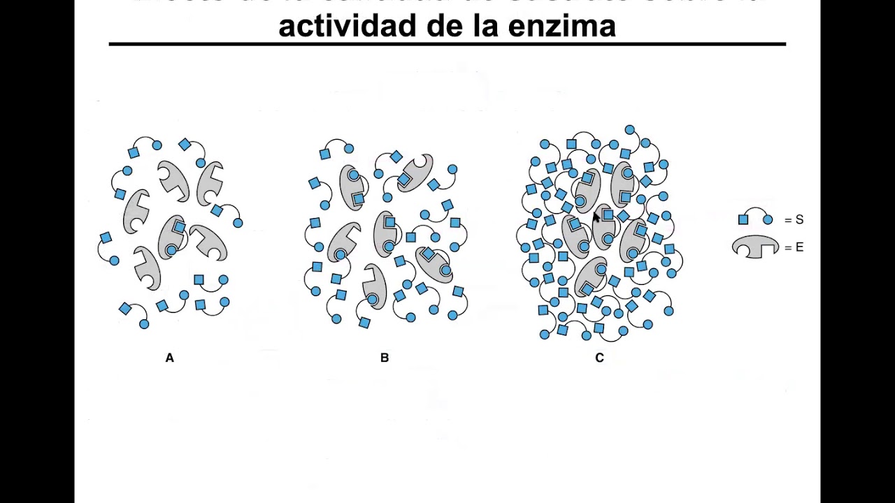 Regulación Enzimática 02