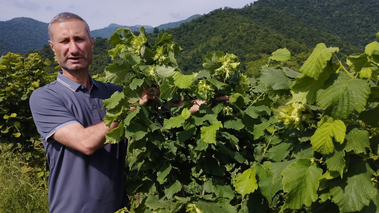 Bol və keyfiyyətli məhsul əldə etməyin təbii üsulları.