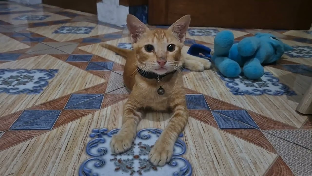 Oyen tantrum kalo ketemu sama boneka unicorn