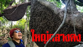 "HONEY HUNTING" บุกป่าลึกค้นหาผึ้งรังใหญ่ เพชรเม็ดงามกลางหุบเขา - หนุ่ม บ้านโคก