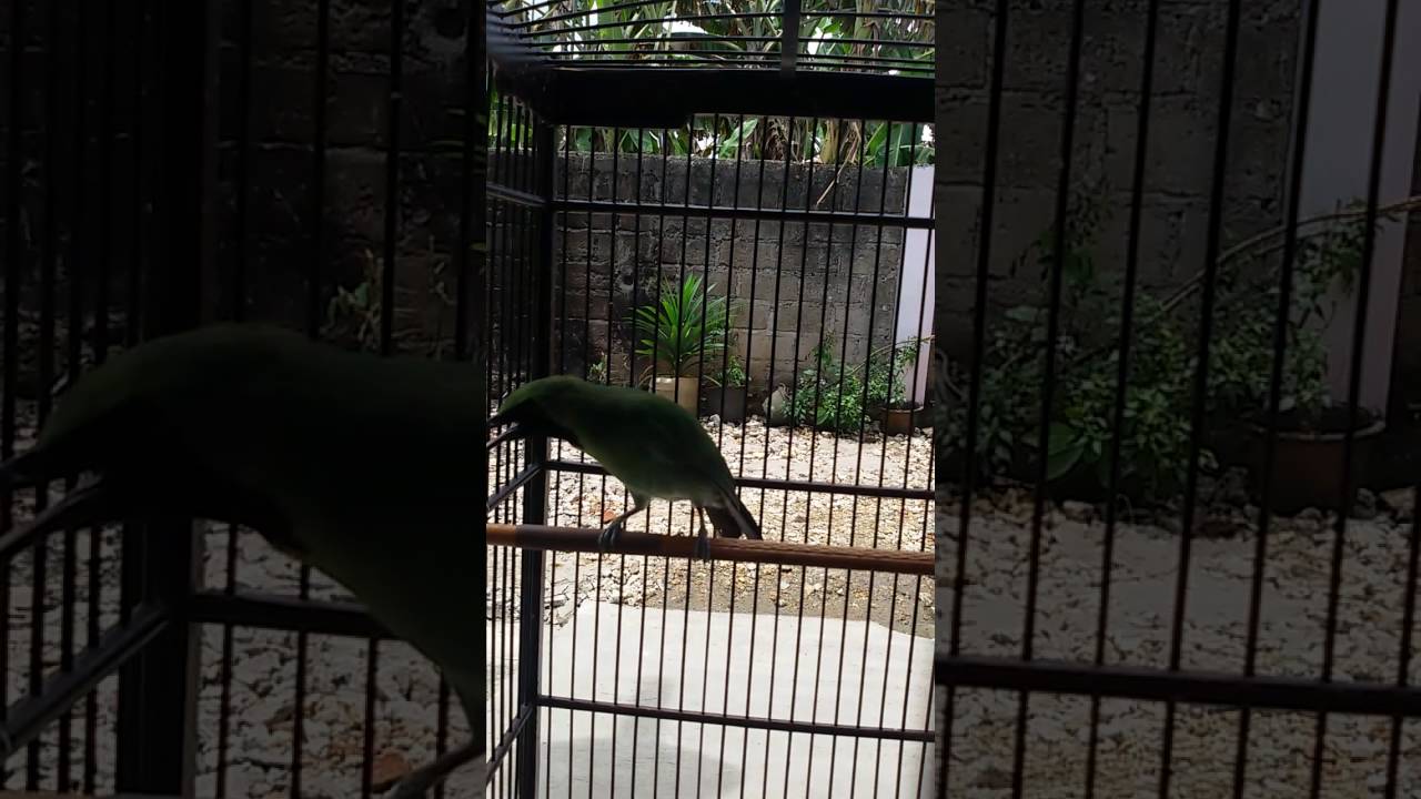 Burung cucak ijo Gacoor siang malam 