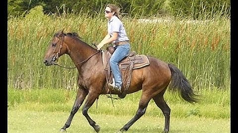 Majestic Doc Glo      ***For info, price, etc., go to our website*** Valley View Ranch