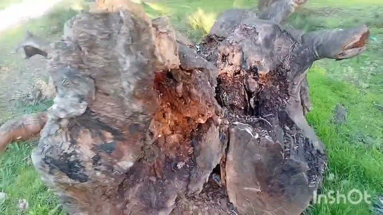 خرجة في الصباح إلى غابة معمورة