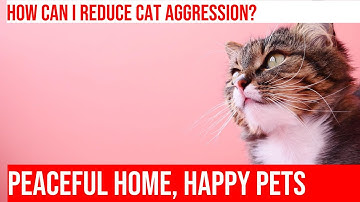 Dealing with Territorial Aggression in Cats: Tips for a Peaceful Home