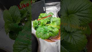 Update: Day 67 Veg, Day 29 Flower, Banana Og &amp; All Gas Og by #humboldtseeds 🌹🌱❤️💛💚