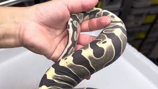 FEMALE SUPER MICROSCALE (SCALELESS)