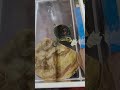小斑龜吃菜菜 Rose Rose, I Love You #turtle #pets #cute #love