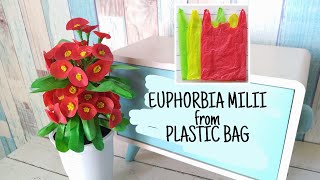 MEMBUAT EUPHORBIA DARI PLASTIK KRESEK | DIY CROWN OF THORNS FLOWER FROM PLASTIC BAG #49