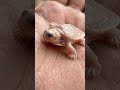 Tiny Albino Turtle on a Human Hand 🐢 #macrophotography #oceanlife #marinelife#turtle
