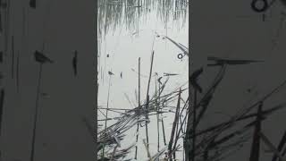 Поклёвка Карася,На Боковой Кивок