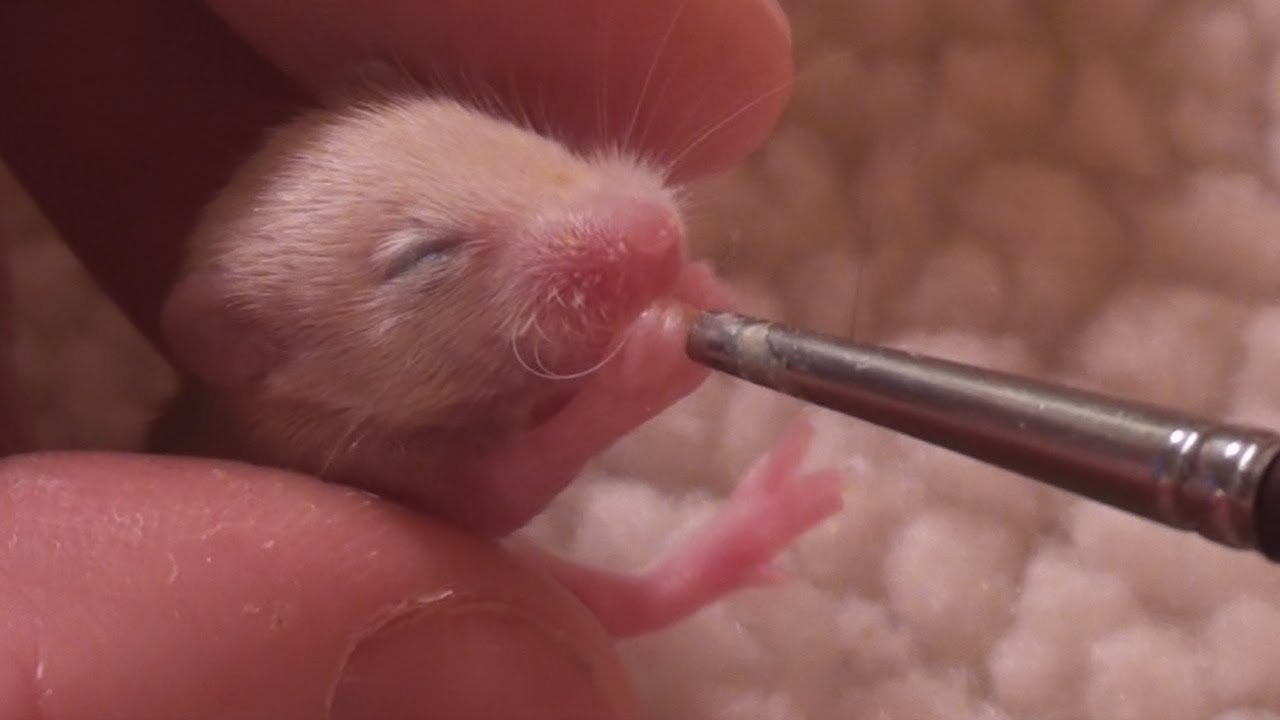 Baby Mouse Makes Cute Nom Nom Noises Youtube