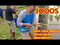 UMPAN IKAN BAWAL TEMPE TES LANGSUNG DI KOLAM