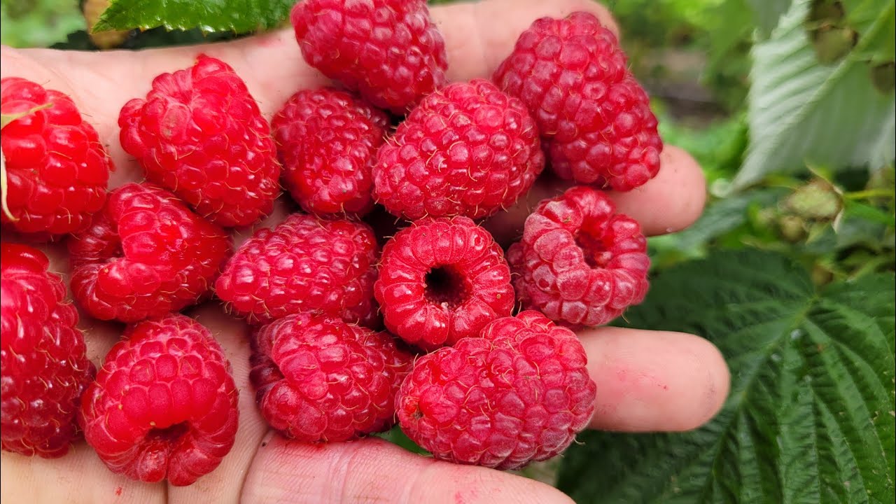 малина ютубе