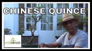 Bonsai - Chinese Quince Bonsai Tree - Pruning and maintenance 1 by mikbonsai