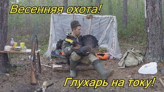 ВЕСЕННЯЯ ОХОТА НА ГЛУХАРЯ НА ТОКУ.