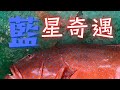 藍星奇遇 x 青龍頭 【艇釣日誌】香港釣魚