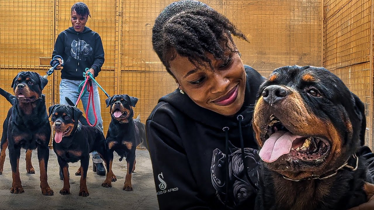 Extreme Rottweilers One On One With MASSIVE ROTTWEILERS - YouTube