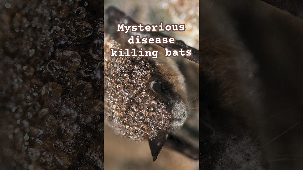 Discovering white-nose syndrome 