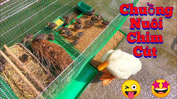 Chuồng Cho Chim Cút Đã xong - Các Fan Đến Nhà Trong Lúc Đang Cắm Trại Trung Thu / Quế Nghịch