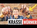 HIER gibt’s die GEILSTEN WÜRMER: GREGOR zu Besuch beim WURM-ZÜCHTER