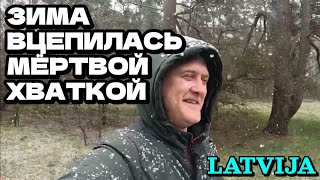 Весна ушла, Зима пришла - г.Вентспилс, Латвия - 20.04.2024 / Гуляем с Бульдожкой в лесу района