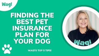 Tips for Finding the Best Pet Insurance for Your Dog | Wag! by Wag! Dog Walking 492 views 1 year ago 3 minutes, 12 seconds