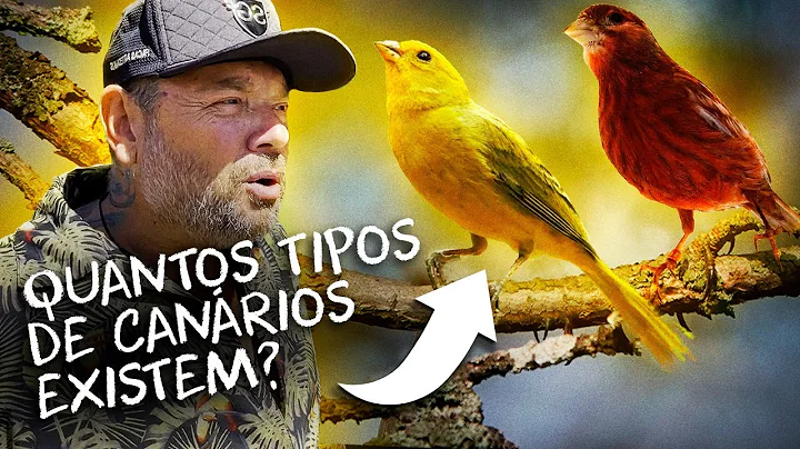 CANRIO, O PASSARINHO MAIS COMUM DO BRASIL! | RICHA...