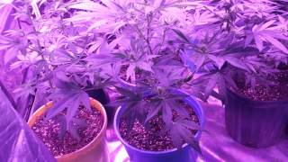 DankLab tv S1 ep.5 week 5 flower. feat TED