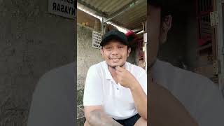 TIPS PEMILIHAN MERPATI KOLONG MEJA#