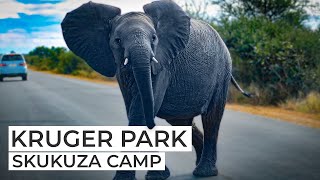 KRUGER PARK 2022 : Episode 2 - Skukuza Camp / Kamp