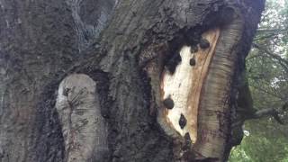 a Treeman's NIGHTMARE