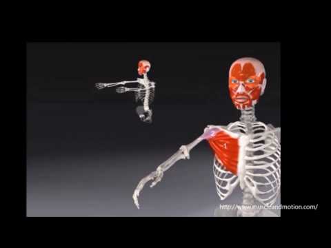 Video: Was sind die arthrokinematischen Bewegungen des Humeruskopfes während der Schulterflexion?