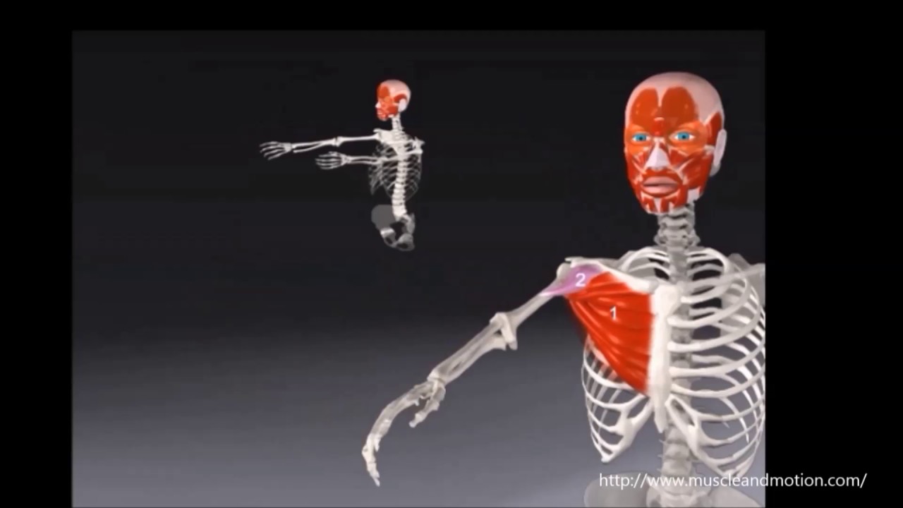 Bewegungsausmaß Schultergelenk