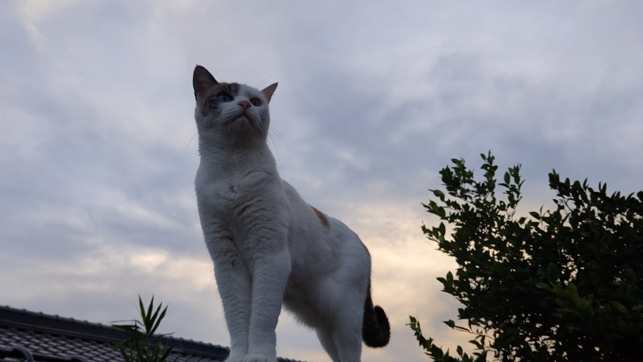 ぼくはサンです９４　みんな嫌い