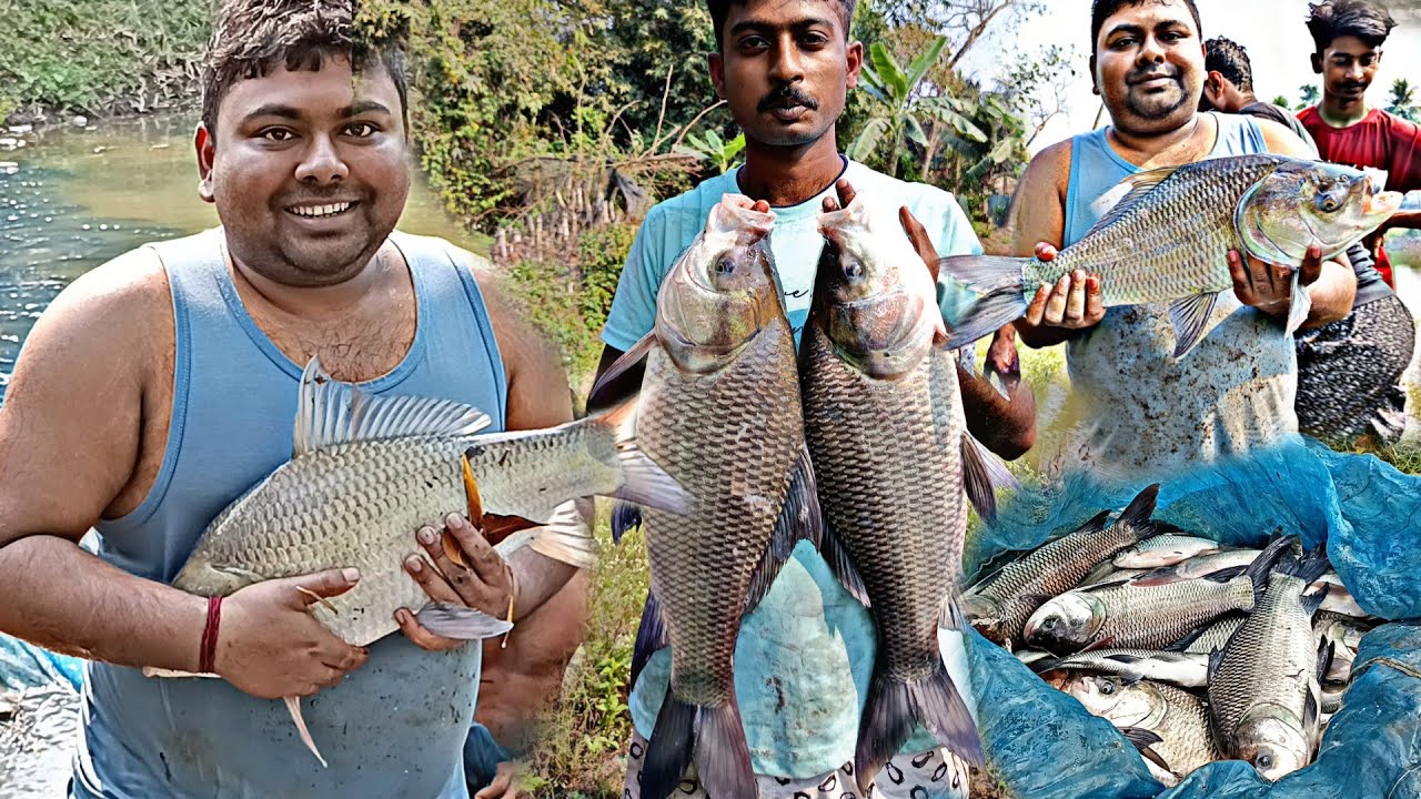 Catching Big Katla Fish.ছোট্ট পুকুরে জাল টেনে বড়ো বড়ো কাতলা মাছ ধরা হোলো।