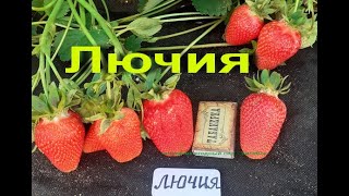 🍓Какая клубника самая сладкая - сорт ЛЮЧИЯ - саженцы