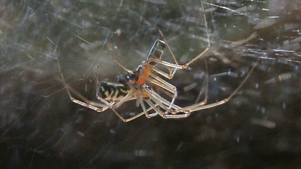 Neriene radiata, Filmy Dome Spiders Mating