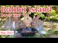 Rabbit island japan too cute 700 wild rabbits japan trip  hiroshima okunoshima   