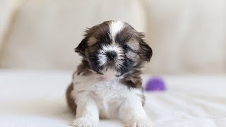 How do Shih Tzus behave when introduced to new people or places