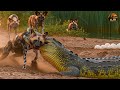 African Wildlife When The Hunter Becomes The Prey Nature Animal Documentary 