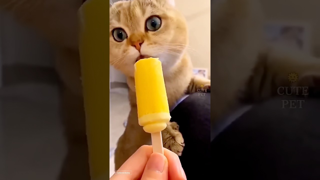 New Cool Tool!🥰 New Viral Gadgets, Smart Kichen Appliances, Tolls, Utensils, HomeCleaning 