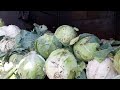 ILE DAWA YETU YA TATU HII HAPA NI KABICHI CABBAGE ILE DAWA YETU YA TATU HII HAPA NI KABICHI CABBAGE