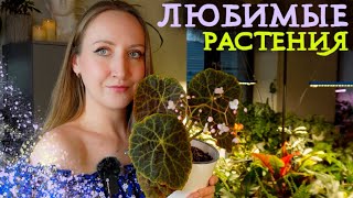 картинка: Мои ЛЮБИМЫЕ РАСТЕНИЯ | Февраль 2025 | Любимчики + цветочные новости